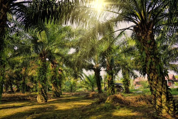 Palmolie plantage Stockafbeelding