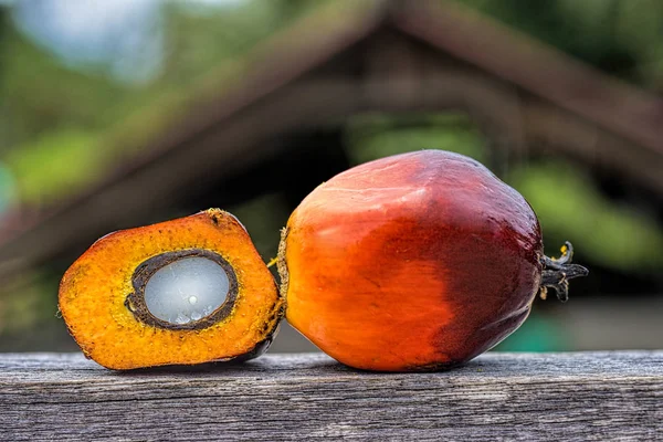 Fresh oil palm fruits Royalty Free Stock Images