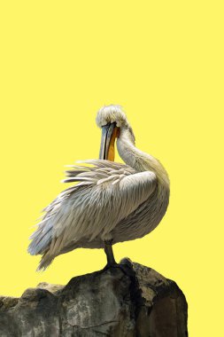 Dalmaçyalı pelikan (Pelecanus crispus)