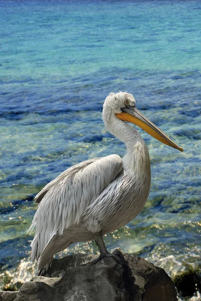 Dalmaçyalı pelikan (Pelecanus crispus) — Stok fotoğraf