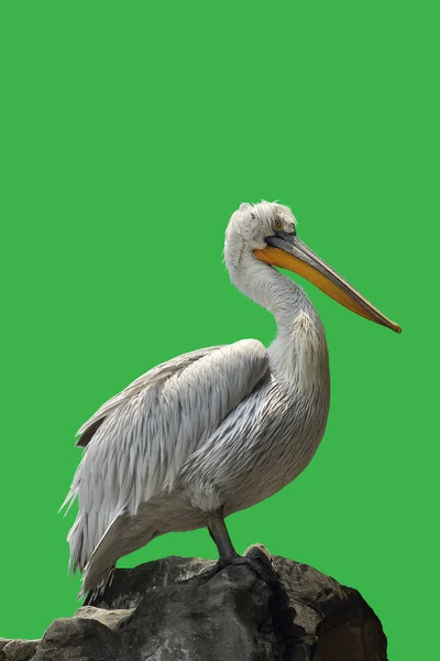 Dalmaçyalı pelikan (Pelecanus crispus) — Stok fotoğraf