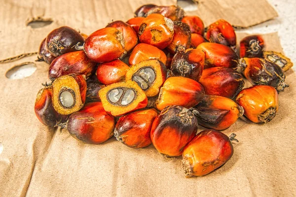 Ovoce čerstvé palmového oleje — Stock fotografie