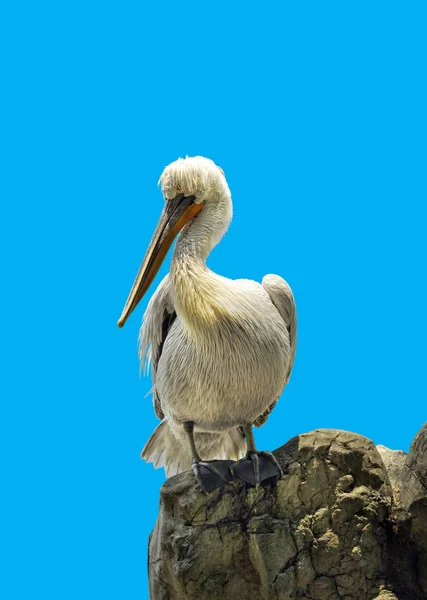 Dalmaçyalı pelikan (Pelecanus crispus) — Stok fotoğraf