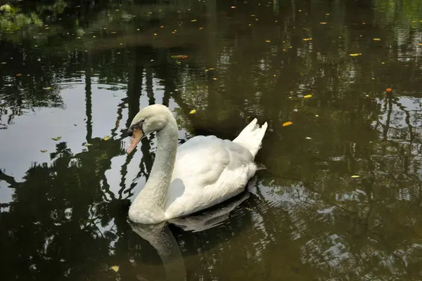 Cygne blanc sur un lac — Photo