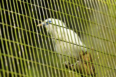 Bali Myna içinde belgili tanımlık kafes, kuş, seçici odak odaklanmak. 