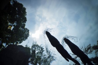 Dev nehir su samuru, Pteronura brasiliensis