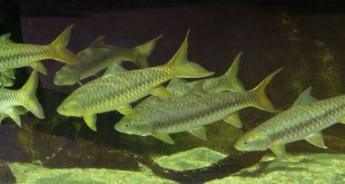 Tatlı su akvaryumunda Hint Altın Mahseer, seçici odak.