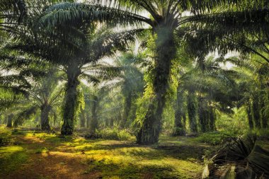 Palm Oil Plantation in Johor, Malaysia. clipart