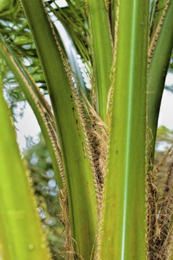 Malezya, Johor 'da palmiye yağı tarlası.