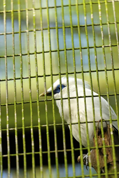 Bali Myna Gaiola Não Concentrar Pássaro Foco Seletivo — Fotografia de Stock