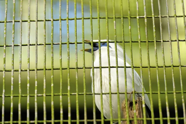 Bali Myna Gaiola Não Concentrar Pássaro Foco Seletivo — Fotografia de Stock