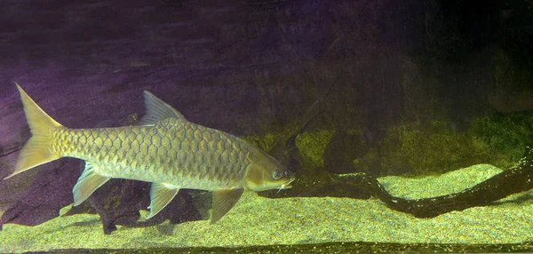 Indický Zlatý Mahseer Sladkovodním Akváriu Selektivní Výběr — Stock fotografie