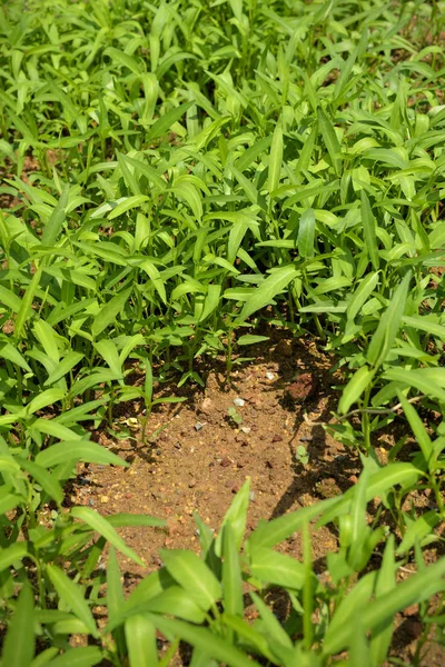 Frisches Bio Kangkong Wassergewölbe Auf Dem Boden — Stockfoto