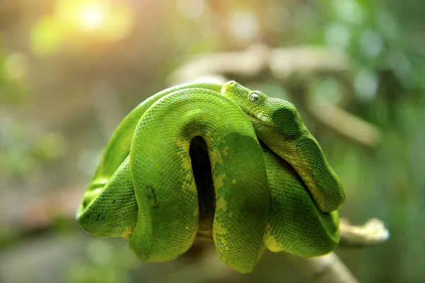 Nahaufnahme Einer Grünen Baumpython Selektiver Fokus — Stockfoto