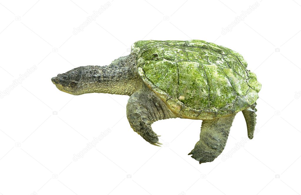 Alligator snapping turtle isolated on white background. Clipping path included. One of the largest freshwater turtles in the world, Males can weight over 100kg. 