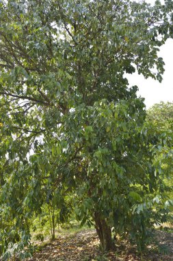 Ağaçta Duku Langsat 'a yakın, Malezya çiftliğinde tropikal meyve. 