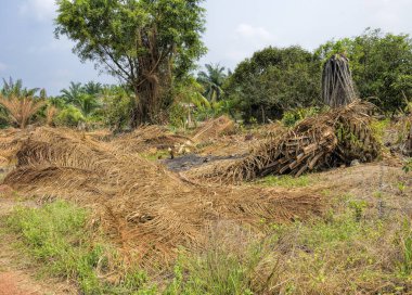 Yanan eski palmiye ağaçları. Yeni palmiye yağı ekimi için tarlaları temizlemenin en ucuz yolu buğulanmaya neden olabilir. Ormanların yok edilmesi çevre sorunu.