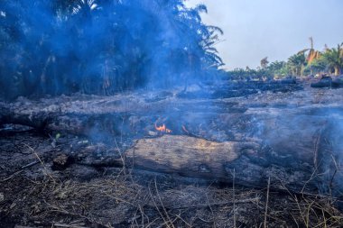 Yanan eski palmiye ağaçları. Yeni palmiye yağı ekimi için tarlaları temizlemenin en ucuz yolu buğulanmaya neden olabilir. Ormanların yok edilmesi çevre sorunu.
