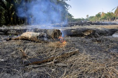 Yanan eski palmiye ağaçları. Yeni palmiye yağı ekimi için tarlaları temizlemenin en ucuz yolu buğulanmaya neden olabilir. Ormanların yok edilmesi çevre sorunu.