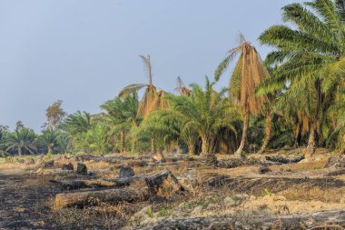 Yanan eski palmiye ağaçları. Yeni palmiye yağı ekimi için tarlaları temizlemenin en ucuz yolu buğulanmaya neden olabilir. Ormanların yok edilmesi çevre sorunu.