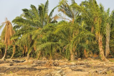 Yanan eski palmiye ağaçları. Yeni palmiye yağı ekimi için tarlaları temizlemenin en ucuz yolu buğulanmaya neden olabilir. Ormanların yok edilmesi çevre sorunu.