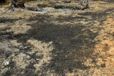 Yanan eski palmiye ağaçları. Yeni palmiye yağı ekimi için tarlaları temizlemenin en ucuz yolu buğulanmaya neden olabilir. Ormanların yok edilmesi çevre sorunu.