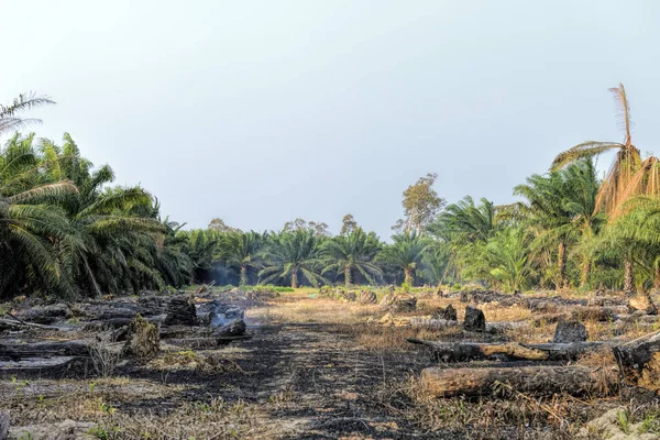 Burning Old Palm Oil Trees Log Cheapest Way Clear Fields — Stock Photo, Image