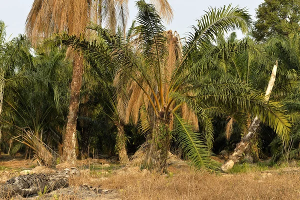 Płonące Stare Drzewa Palmowe Najtańszy Sposób Oczyszczenie Pól Pod Nową — Zdjęcie stockowe