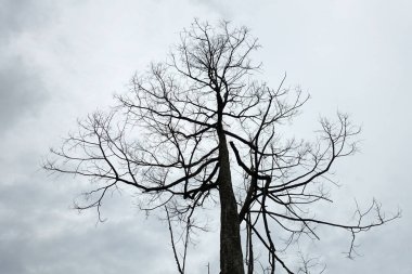 Mavi gökyüzüne karşı kurumuş ağaç dalları. Doğa çevre ekolojisi. seçici odak. 
