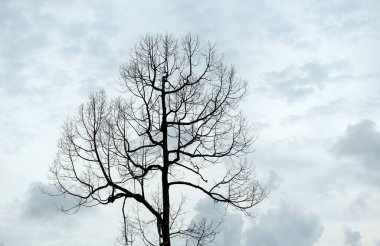 Mavi gökyüzüne karşı kurumuş ağaç dalları. Doğa çevre ekolojisi. seçici odak. 