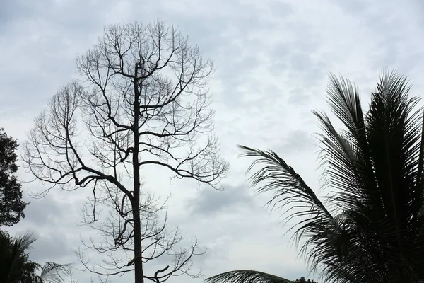Сухие Ветви Деревьев Против Голубого Неба Природоохранная Экология Селективный Фокус — стоковое фото