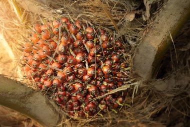Afrika yağı Palm Elaeis guineensis). Petrol palmiyesi Batı Afrika 'dan gelmektedir ama dünyanın birçok tropikal bölgesinde yetiştirilmiştir. Endonezya & Malezya dünya palmiye yağının yaklaşık% 85 'ini üretiyor.
