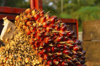 Afrika yağı Palm Elaeis guineensis). Petrol palmiyesi Batı Afrika 'dan gelmektedir ama dünyanın birçok tropikal bölgesinde yetiştirilmiştir. Endonezya & Malezya dünya palmiye yağının yaklaşık% 85 'ini üretiyor.