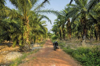 Malezya, Johor 'da palmiye yağı tarlası