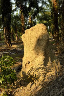 Palmiye tarlasında büyük bir karınca yuvası ya da termit tepesi 