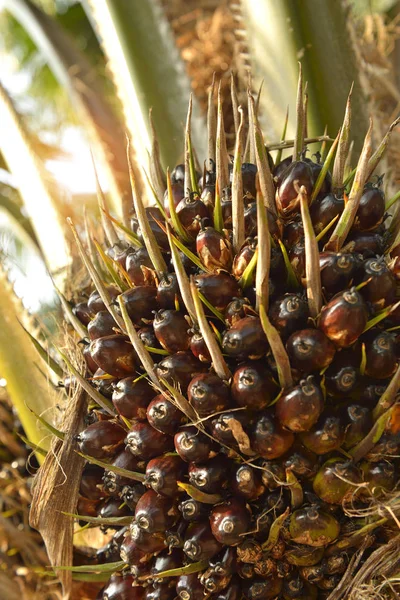 Africká Palma Olejová Elaeis Guineensis Olejová Palma Pochází Západní Afriky — Stock fotografie