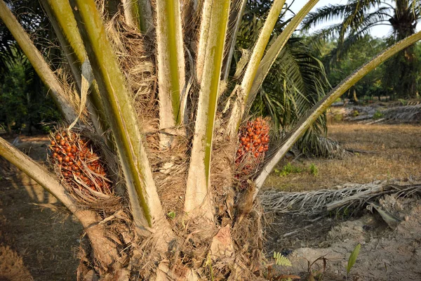 Afrika Yağı Palmiyesi Elaeis Guineensis Petrol Palmiyesi Batı Afrika Dan — Stok fotoğraf