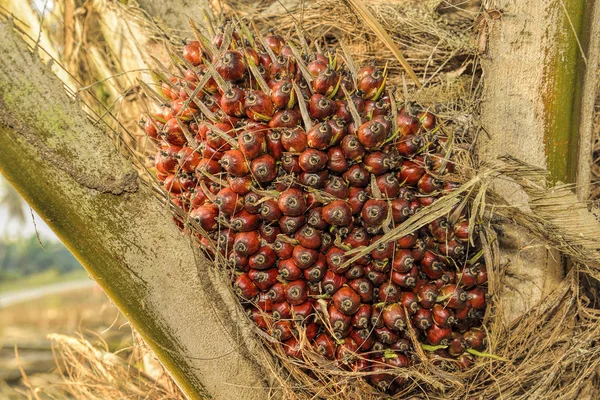 Afrikansk Oljepalm Elaeis Guineensis Oljepalmen Har Sitt Ursprung Västafrika Men — Stockfoto