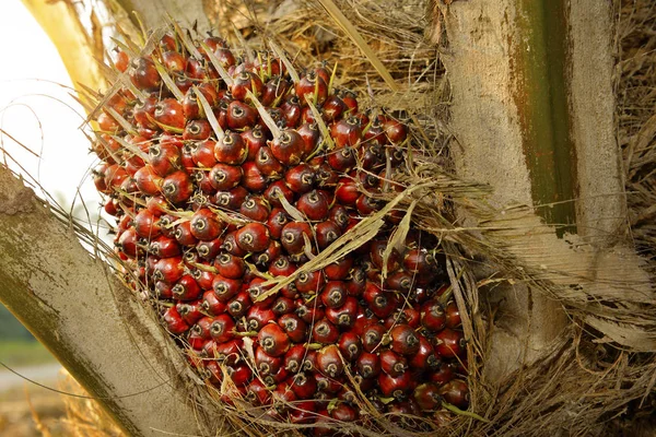 Palma Oleju Afrykańskiego Elaeis Guineensis Palma Olejowa Pochodzi Afryki Zachodniej — Zdjęcie stockowe