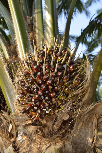 Palma Oleju Afrykańskiego Elaeis Guineensis Palma Olejowa Pochodzi Afryki Zachodniej — Zdjęcie stockowe