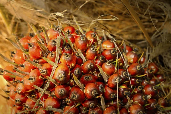 Afrikaanse Palmolie Elaeis Guineensis Oliepalm Afkomstig Uit West Afrika Maar — Stockfoto