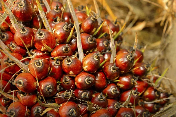 Afrykański Olej Palmowy Elaeis Guineensis Palma Olejowa Pochodzi Afryki Zachodniej — Zdjęcie stockowe