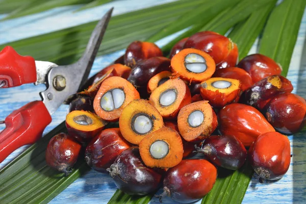Afrikaanse Palmolie Elaeis Guineensis Oliepalm Afkomstig Uit West Afrika Maar — Stockfoto