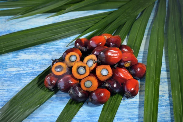 African Oil Palm Elaeis Guineensis Oil Palm Originates West Africa — Stock Photo, Image