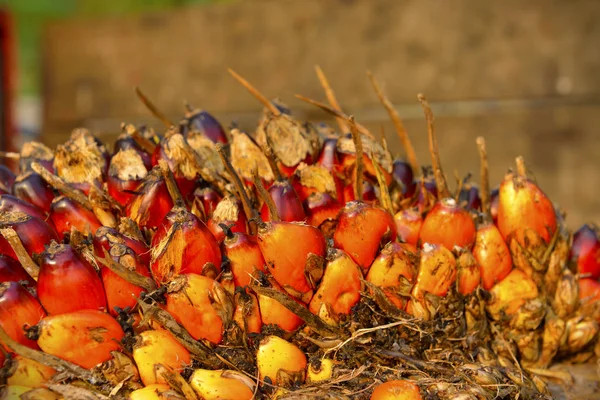 Afrika Yağı Palm Elaeis Guineensis Petrol Palmiyesi Batı Afrika Dan — Stok fotoğraf