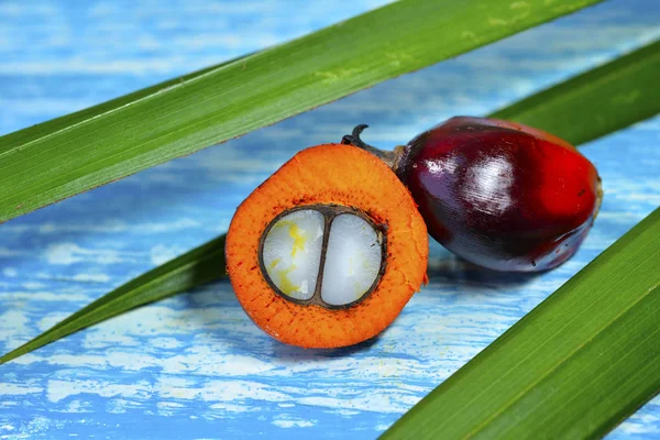 Afrikanische Ölpalme Elaeis Guineensis Ölpalme Stammt Ursprünglich Aus Westafrika Wird — Stockfoto