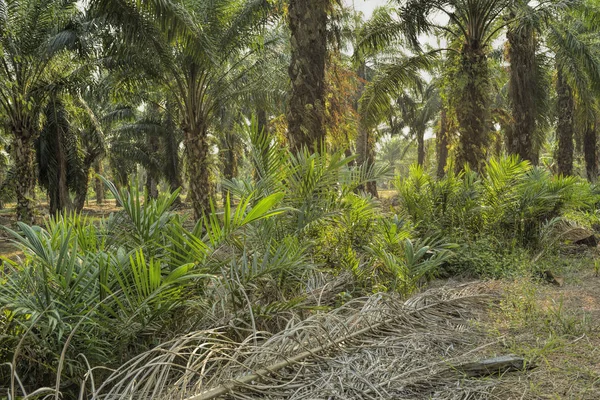 Plantacja Oleju Palmowego Johor Malezja — Zdjęcie stockowe