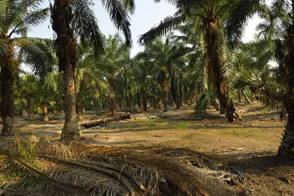 Palmový Olej Plantáž Johor Malajsie — Stock fotografie