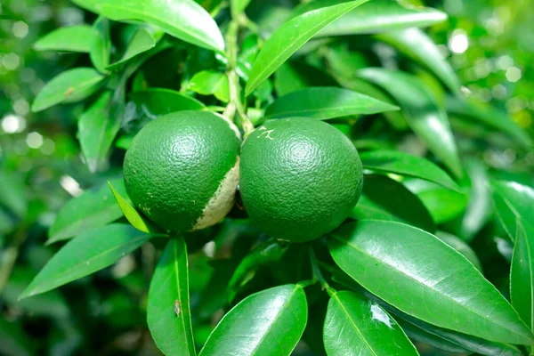 Fruta Lima Verde Fresca Colgando Rama Jardín Lima Concepto Comida — Foto de Stock