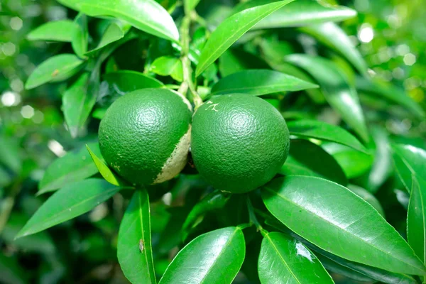 Fresh Green Lime Fruit Hanging Branch Lime Tree Garden Healthy — Stock Photo, Image